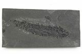 Devonian Lobe-Finned Fish (Osteolepis) Fossil - Scotland #351016-1